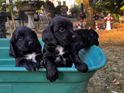 Cocker Spaniel puppies in Wexford