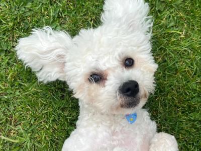 Louis – Gorgeous Little Bichon Frise Gentleman available for stud 🐾 in Tipperary