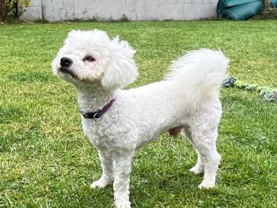 Louis – Gorgeous Little Bichon Frise Gentleman available for stud 🐾 in Tipperary