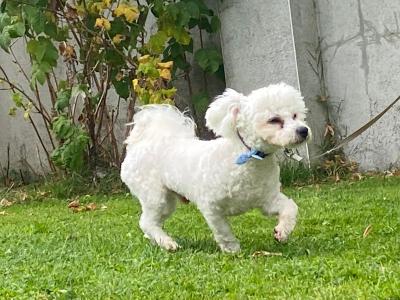 Louis – Gorgeous Little Bichon Frise Gentleman available for stud 🐾 in Tipperary
