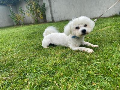 Louis – Gorgeous Little Bichon Frise Gentleman available for stud 🐾 in Tipperary