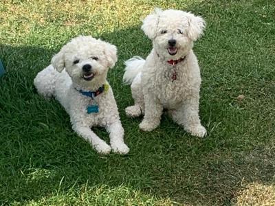 Louis – Gorgeous Little Bichon Frise Gentleman available for stud 🐾 in Tipperary