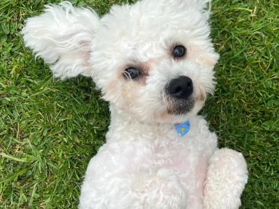 Louis – Gorgeous Little Bichon Frise Gentleman available for stud 🐾 in Tipperary