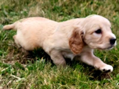 Springer Spaniel x 3/4 Cocker Spaniel puppies (Sprocker) in Waterford