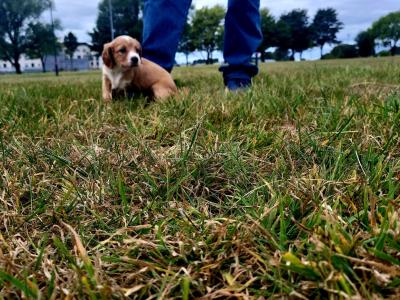 Springer Spaniel x 3/4 Cocker Spaniel puppies (Sprocker) in Waterford