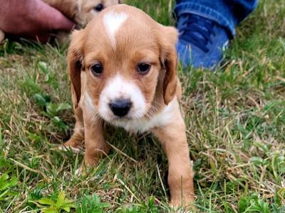Springer Spaniel x 3/4 Cocker Spaniel puppies (Sprocker) in Waterford