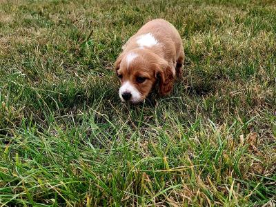 Springer Spaniel x 3/4 Cocker Spaniel puppies (Sprocker) in Waterford