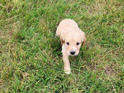 Springer Spaniel x 3/4 Cocker Spaniel puppies (Sprocker) in Waterford