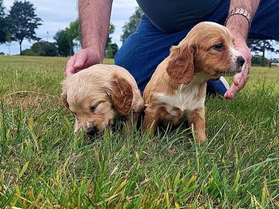 Springer Spaniel x 3/4 Cocker Spaniel puppies (Sprocker) in Waterford
