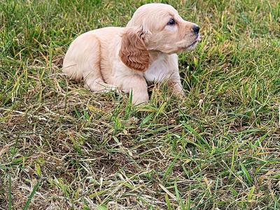 Springer Spaniel x 3/4 Cocker Spaniel puppies (Sprocker) in Waterford