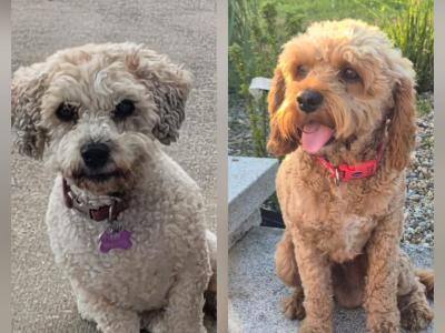 Gorgeous Cavapoo puppies in Wexford