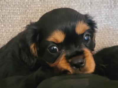 🐾 IKC Registered (pending) – Black & Tan Cavalier King Charles Spaniel puppies in Mayo 🐾