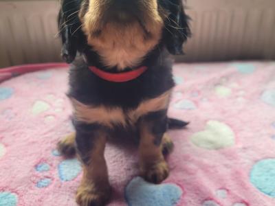 🐾 IKC Registered (pending) – Black & Tan Cavalier King Charles Spaniel puppies in Mayo 🐾