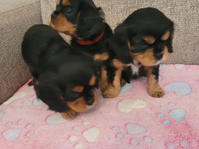 🐾 IKC Registered (pending) – Black & Tan Cavalier King Charles Spaniel puppies in Mayo 🐾