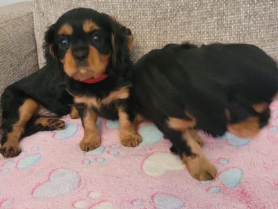 🐾 IKC Registered (pending) – Black & Tan Cavalier King Charles Spaniel puppies in Mayo 🐾