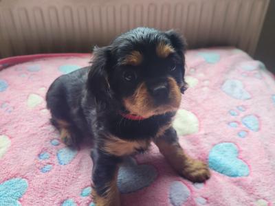 🐾 IKC Registered (pending) – Black & Tan Cavalier King Charles Spaniel puppies in Mayo 🐾