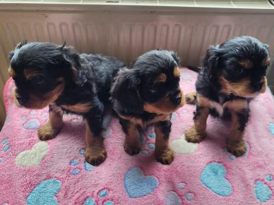 🐾 IKC Registered (pending) – Black & Tan Cavalier King Charles Spaniel puppies in Mayo 🐾