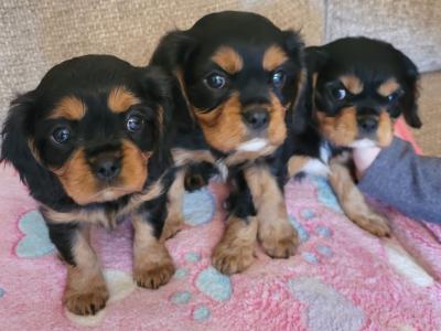 🐾 IKC Registered (pending) – Black & Tan Cavalier King Charles Spaniel puppies in Mayo 🐾