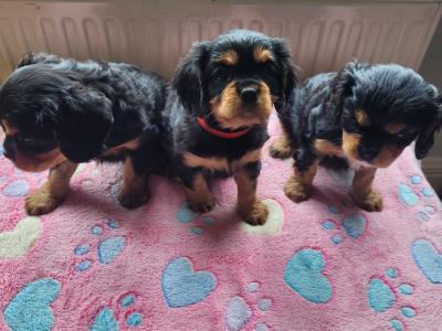 🐾 IKC Registered (pending) – Black & Tan Cavalier King Charles Spaniel puppies in Mayo 🐾