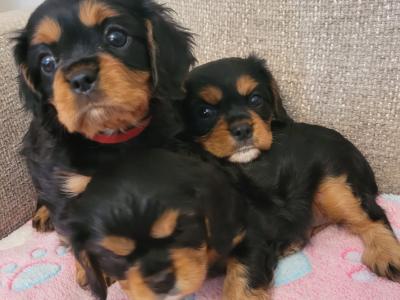 🐾 IKC Registered (pending) – Black & Tan Cavalier King Charles Spaniel puppies in Mayo 🐾