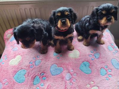🐾 IKC Registered (pending) – Black & Tan Cavalier King Charles Spaniel puppies in Mayo 🐾