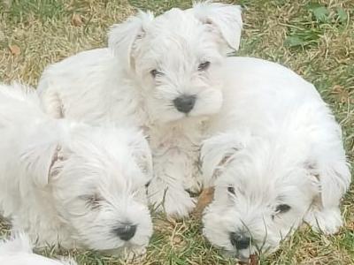 IKC Registered Miniature Schnauzer puppies in Kildare