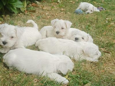 IKC Registered Miniature Schnauzer puppies in Kildare
