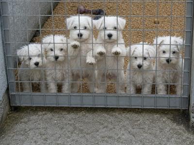 IKC Registered Miniature Schnauzer puppies in Kildare