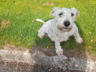 IKC Registered Miniature Schnauzer puppies in Kildare