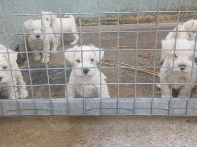 IKC Registered Miniature Schnauzer puppies in Kildare