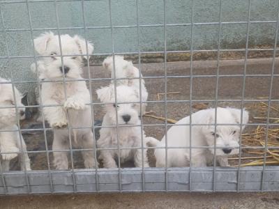 IKC Registered Miniature Schnauzer puppies in Kildare