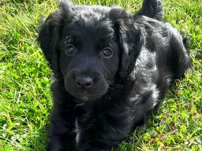 1 BEAUTIFUL SMOOTH COAT COCKAPOO PUPPY AVAILABLE