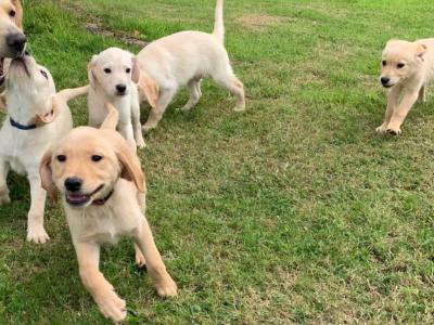 Beautiful Goldador puppies in Cavan – Gentle Family Pets – €750