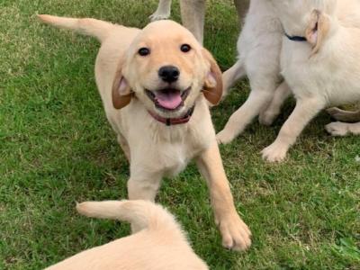 Beautiful Goldador puppies in Cavan – Gentle Family Pets – €750