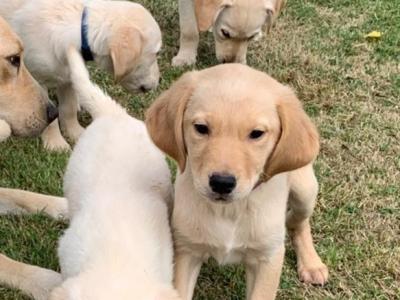 Beautiful Goldador puppies in Cavan – Gentle Family Pets – €750