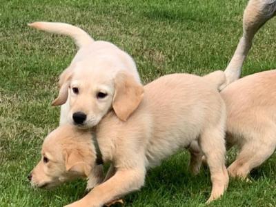 Beautiful Goldador puppies in Cavan – Gentle Family Pets – €750