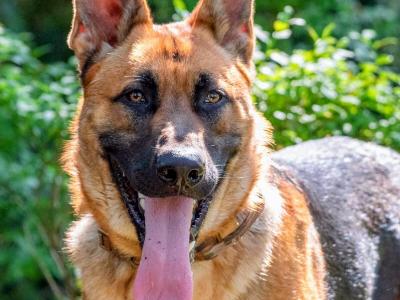 German Shepherd puppies for sale in Wicklow