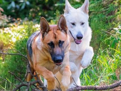 German Shepherd puppies for sale in Wicklow