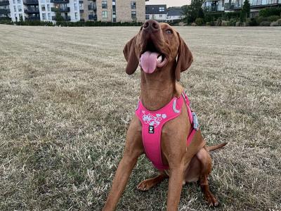 Ron is a 9 month old male Hungarian Vizsla puppy for Rehoming to the Right Family