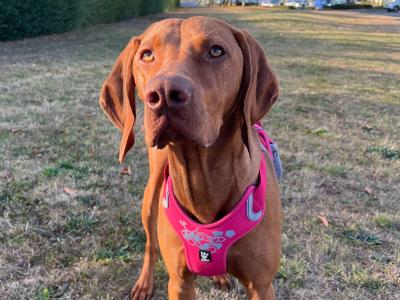 Ron is a 9 month old male Hungarian Vizsla puppy for Rehoming to the Right Family