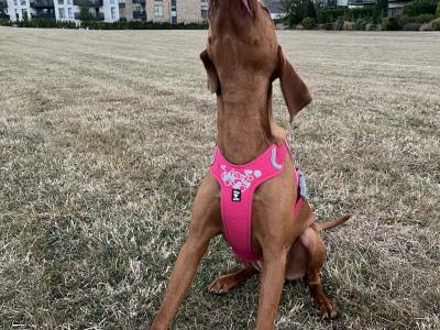 Ron is a 9 month old male Hungarian Vizsla puppy for Rehoming to the Right Family