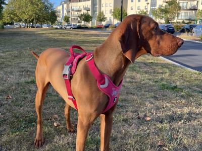 Ron is a 9 month old male Hungarian Vizsla puppy for Rehoming to the Right Family
