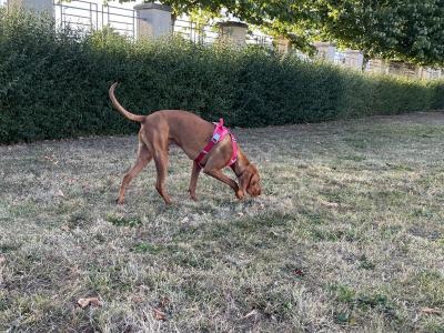 Ron is a 9 month old male Hungarian Vizsla puppy for Rehoming to the Right Family