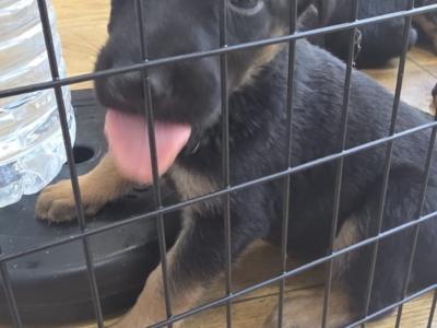 German Shepherd puppies in Kildare