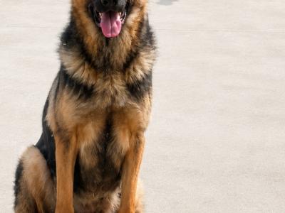 German Shepherd puppies in Kildare