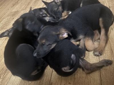German Shepherd puppies in Kildare