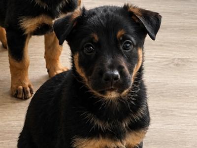 German Shepherd puppies in Kildare
