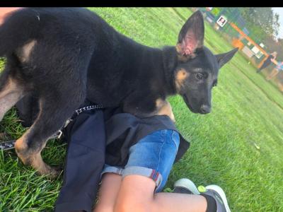 German Shepherd puppies in Kildare