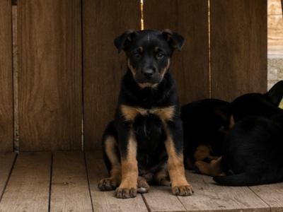 German Shepherd puppies in Kildare