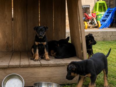 German Shepherd puppies in Kildare